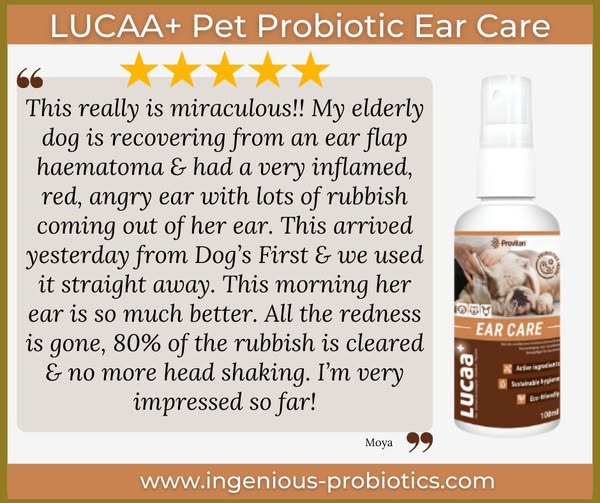 LUCAA+ Ear Care Spray - Elderly Dog with Red Ear | Ingenious Probiotics