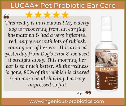 LUCAA+ Ear Care Spray - Elderly Dog with Red Ear | Ingenious Probiotics