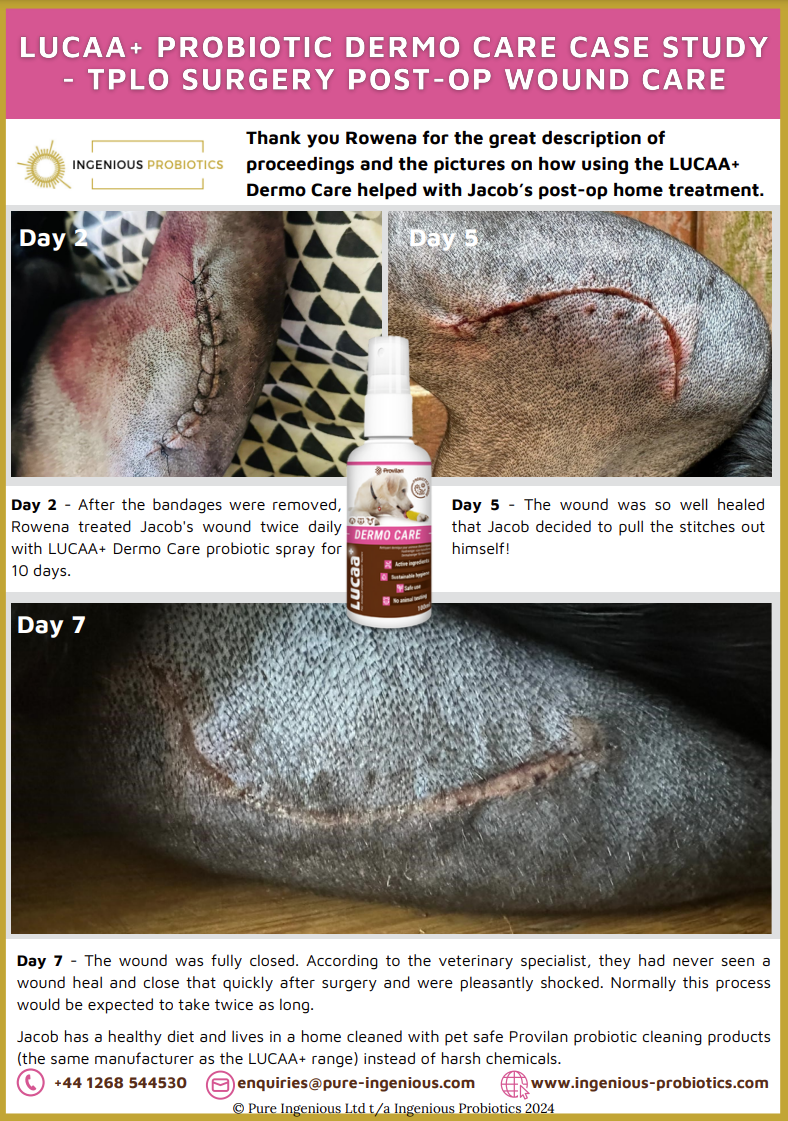 Probiotic Pet Wound Spray Reduces Jacob's TPLO Surgery Recovery Time