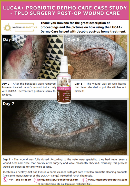 Probiotic Pet Wound Spray Reduces Jacob's TPLO Surgery Recovery Time | Ingenious Probiotics