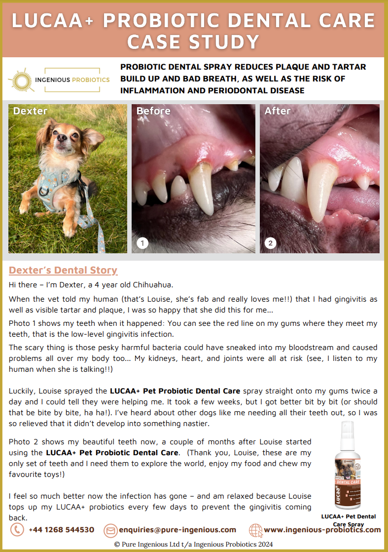 Probiotic Pet Dental Care Reduces Dexter's Plaque, Tartar, and Gingivitis | Ingenious Probiotics