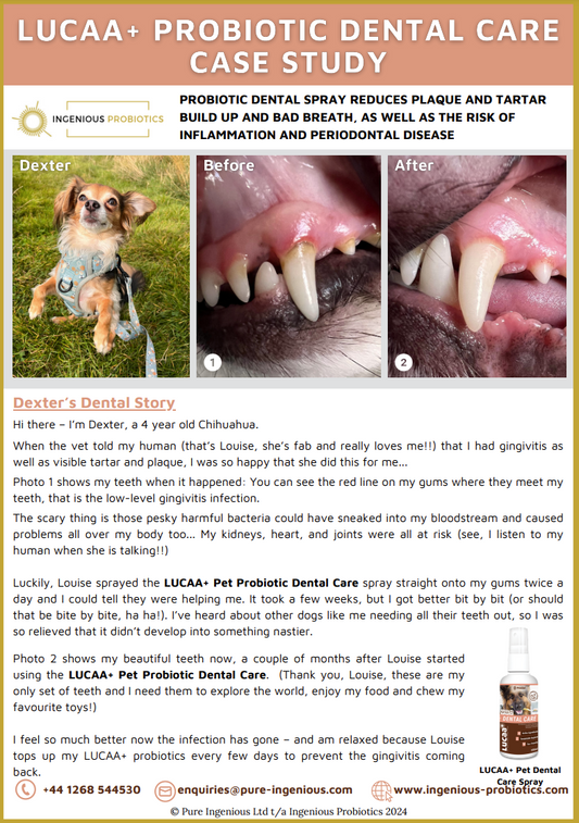 Probiotic Pet Dental Care Reduces Dexter's Plaque, Tartar, and Gingivitis | Ingenious Probiotics