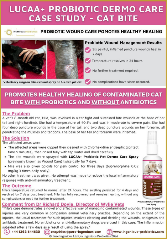 Vet Trials Probiotic Wound Care Spray for Faster Cat Bite Healing | Ingenious Probiotics