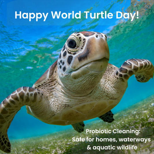 World Turtle Day: Cleaner Waterways for Wildlife and Aquatic Ecosystems | Ingenious Probiotics