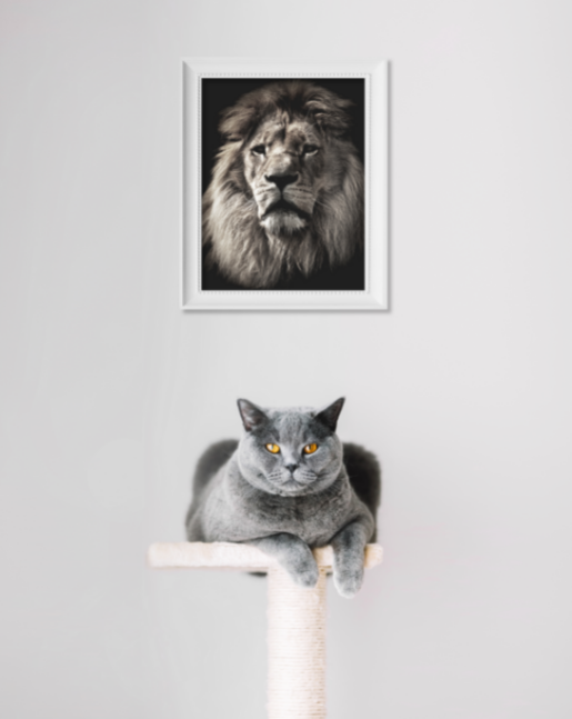 Balance Your Pet's Care with Probiotics: the Good Vet and Pet Guide | Ingenious Probiotics
