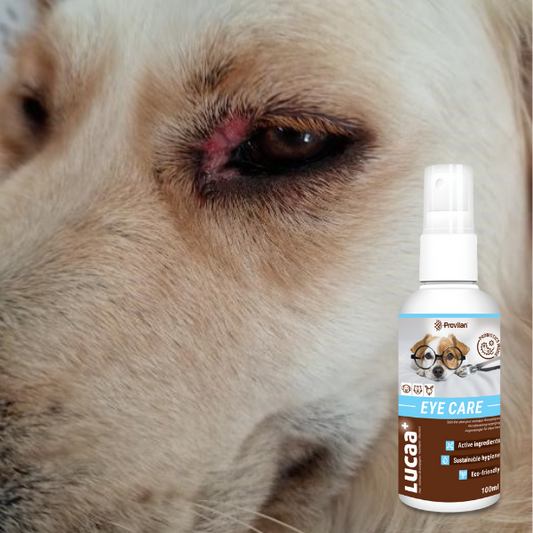 Natural Eye Care for Dogs - a Probiotic Eye Care Case Study | Ingenious Probiotics