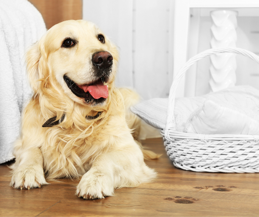 Pet Friendly Floor Cleaner: A Game-Changer for Pet Loving Homes | Ingenious Probiotics