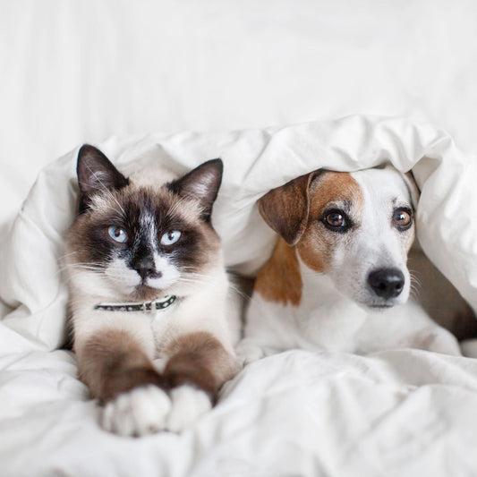 Why Dogs and Cats Get Itchy Skin and How to Reduce Allergens | Ingenious Probiotics