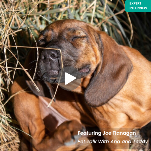 Dog scratching itchy skin featured in an expert interview with Joe Flanagan about the dog skin microbiome and topical probiotics