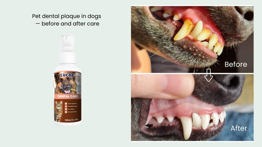 pet dental plaque in dogs before and after probiotic dental care