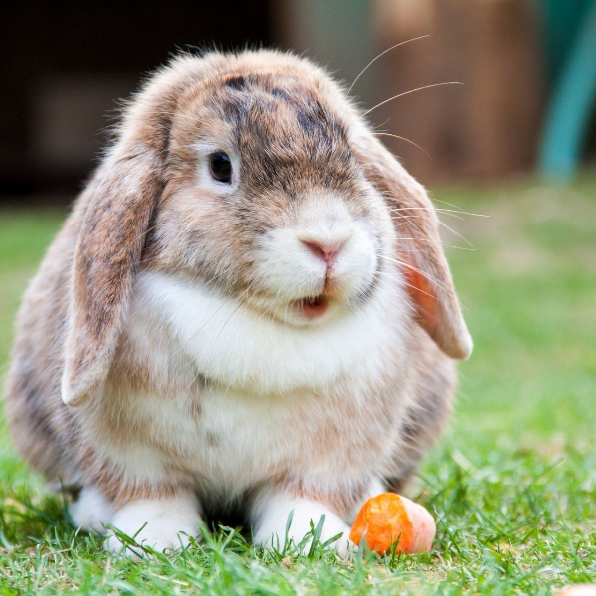Probiotics for animals