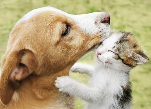 Probiotics for Pets