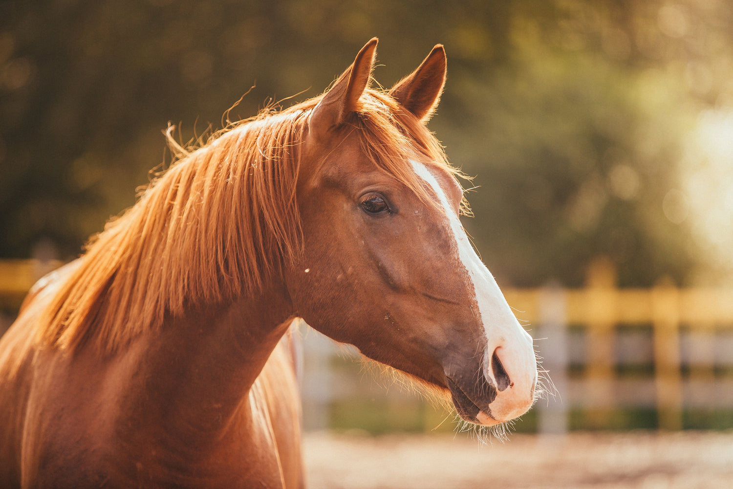 Probiotics for Horses
