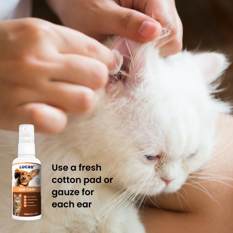 Cleaning a cat's ear using cotton pad application beside LUCAA+ Probiotic Ear Care ear cleaner spray for cats