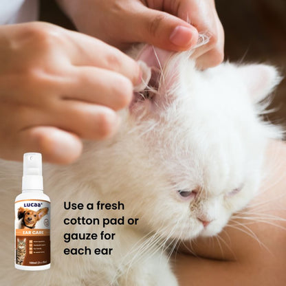 Cleaning a cat's ear using cotton pad application beside LUCAA+ Probiotic Ear Care ear cleaner spray for cats