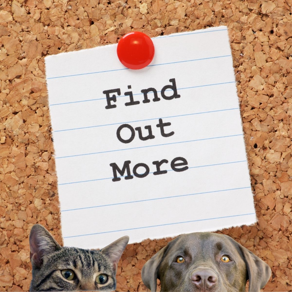 Are probiotics worth it