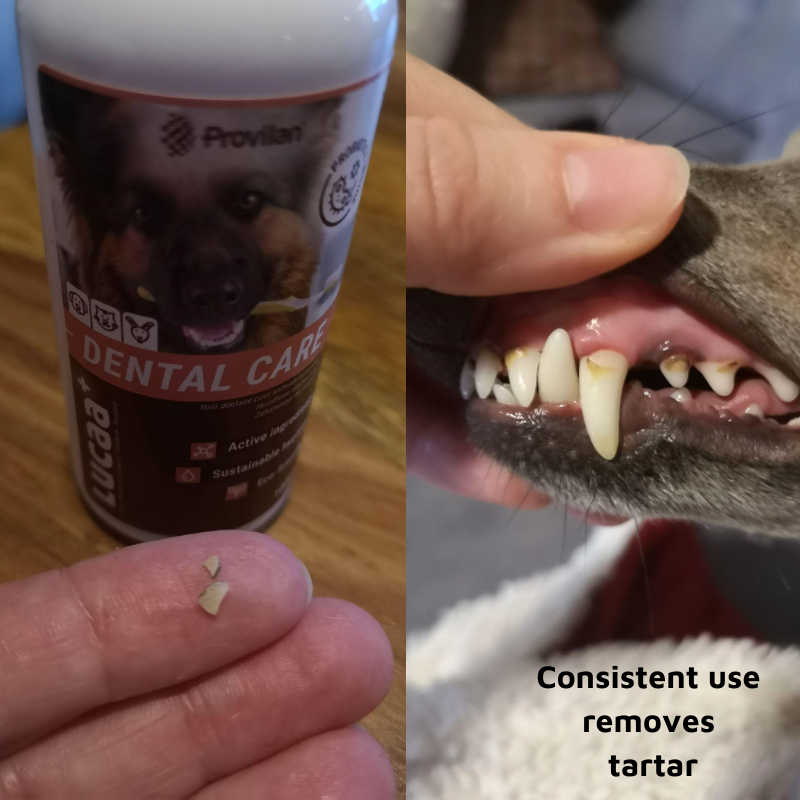 Pet Probiotic Dental Care - 100ml Spray