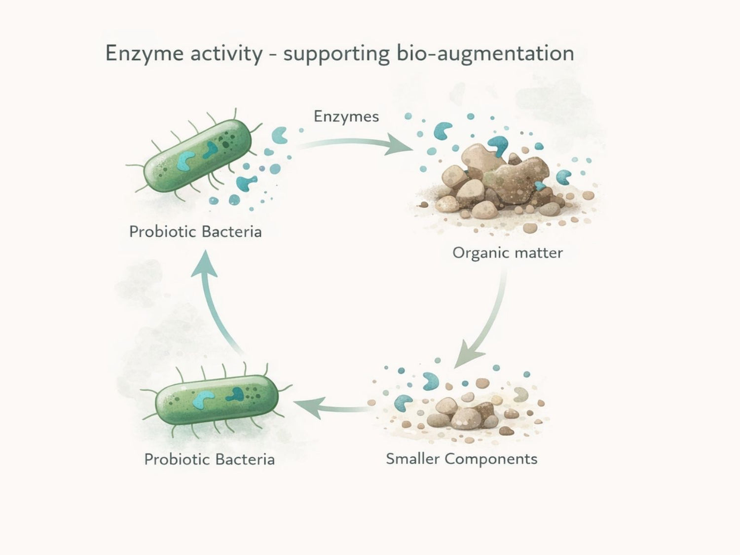 Diagram illustrating how probiotics produce enzymes to break down organic matter