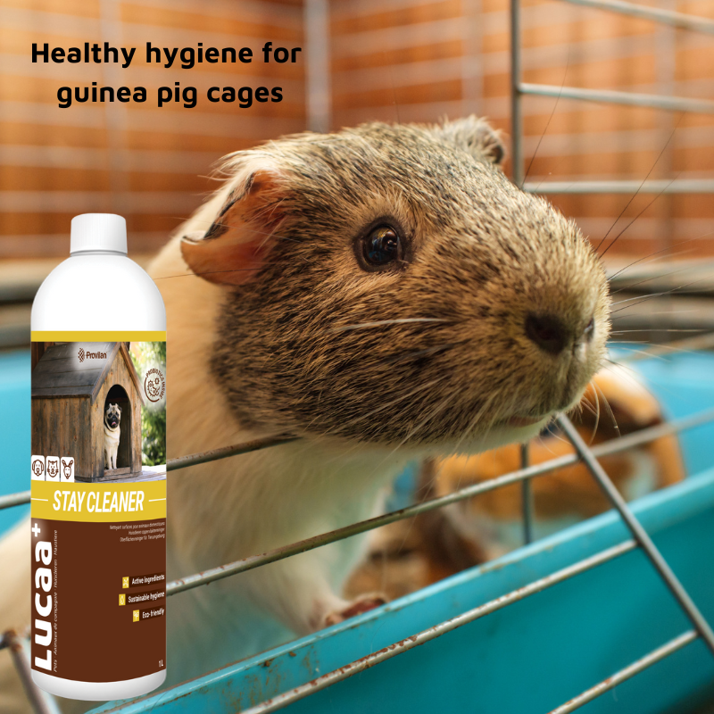 Pet Friendly Surface Spray