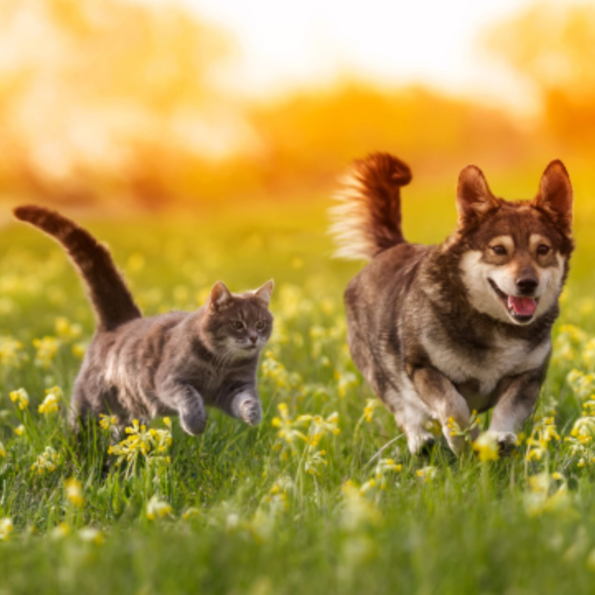 how to help dog arthritis and cat arthritis