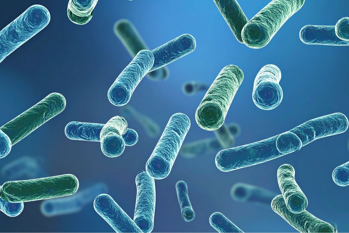 Microscopic view of beneficial probiotic bacteria illustrating microbial balance and how probiotics work beyond the gut