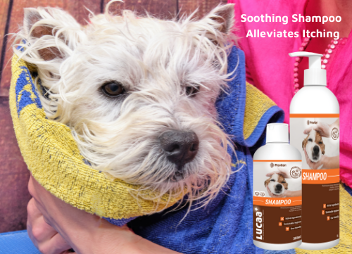 Probiotic Shampoo