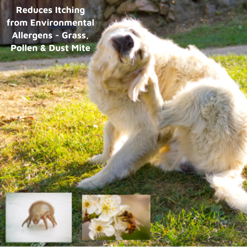 Pet Skin Allergy Remedy Pack - FREE Probiotic Laundry Detergent 300ml!