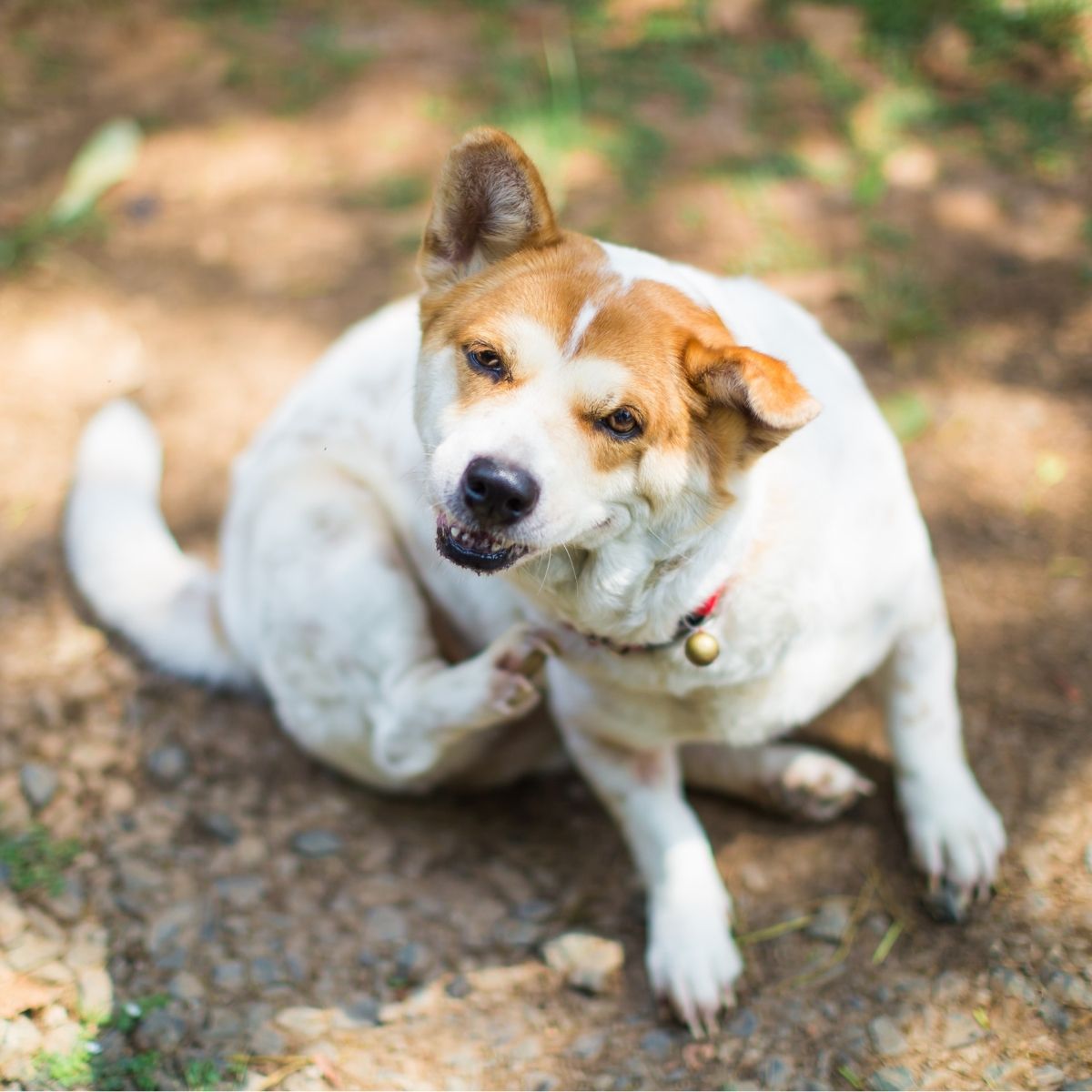 Dog scratching its skin outdoors, illustrating topical probiotic benefits for calmer skin and everyday pet comfort