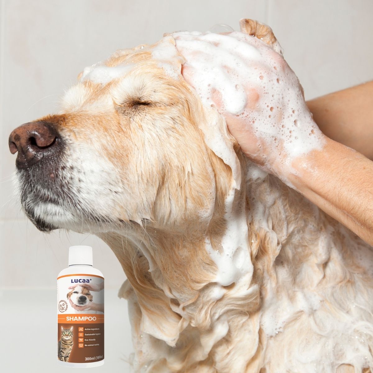 dog bath grooming routine with probiotic pet shampoo supporting healthy skin