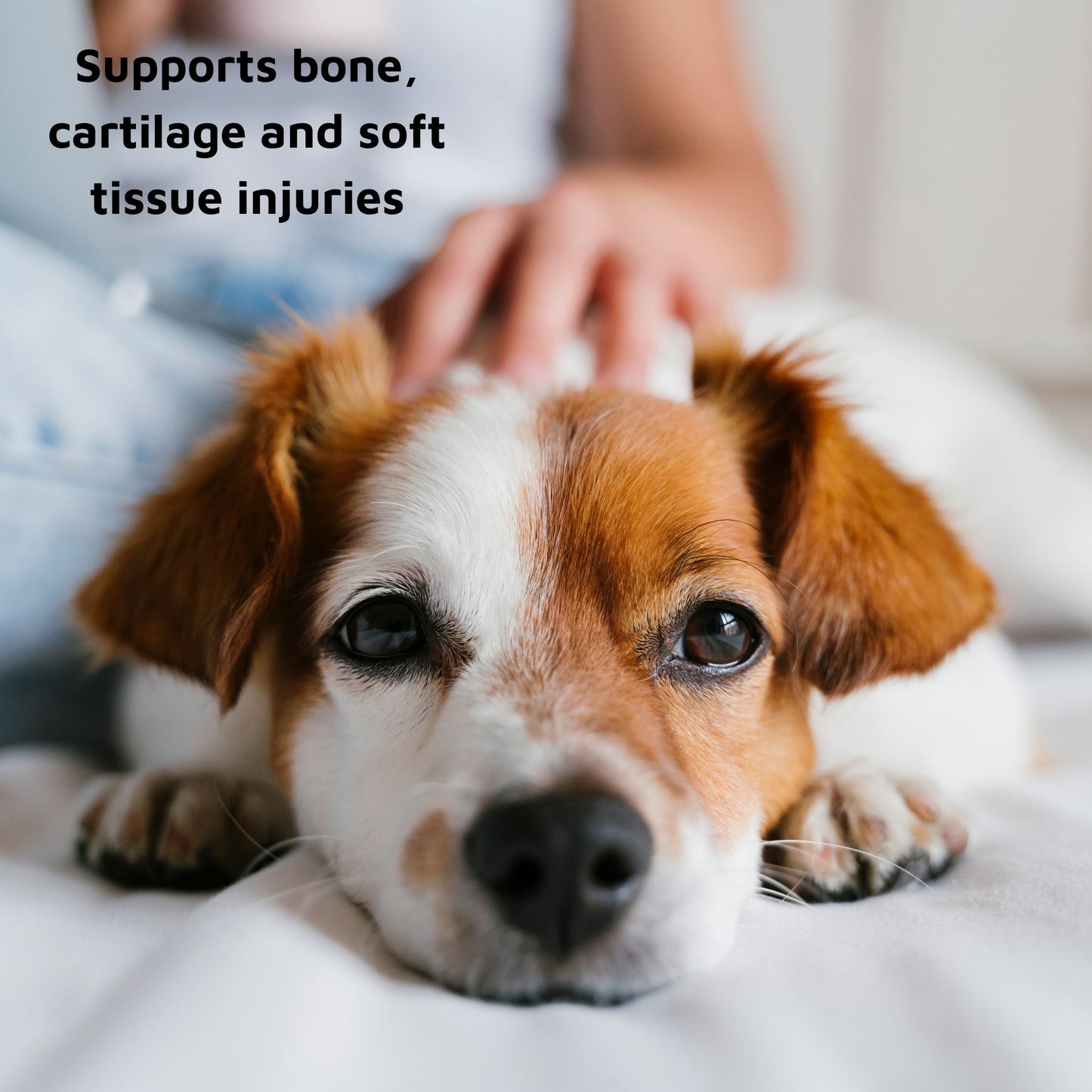 Tvati - Coconut Mobility Massage Oil for Pets