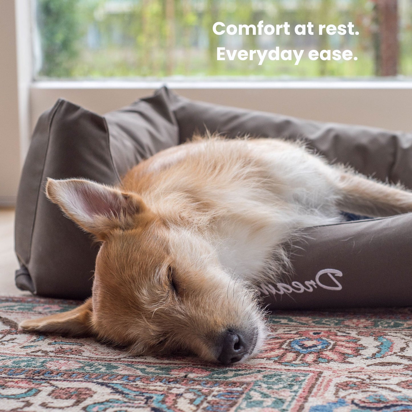 Dog resting comfortably in bed showing joint comfort and ease after mobility support