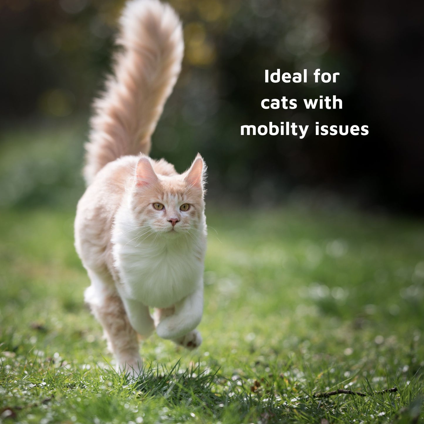 Tvati Pet - Natural Pet Mobility Support