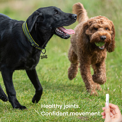 Active dogs running on grass representing healthy joints and strong movement supported by topical mobility oil