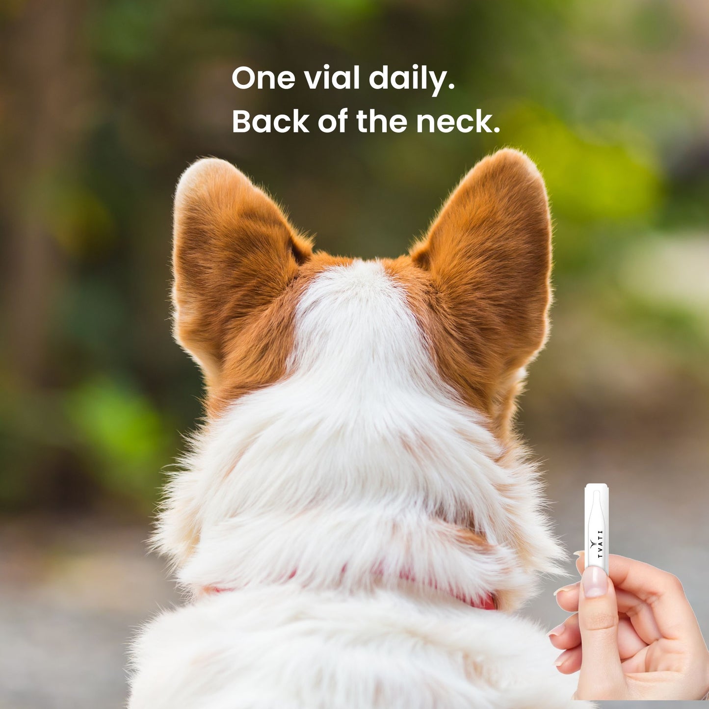 Applying Tvati Pet topical oil to the back of a dog’s neck for daily joint and mobility support