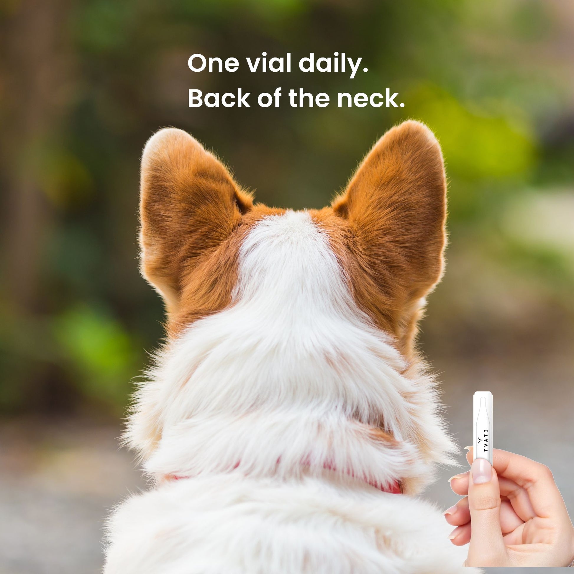 Applying Tvati Pet topical oil to the back of a dog’s neck for daily joint and mobility support