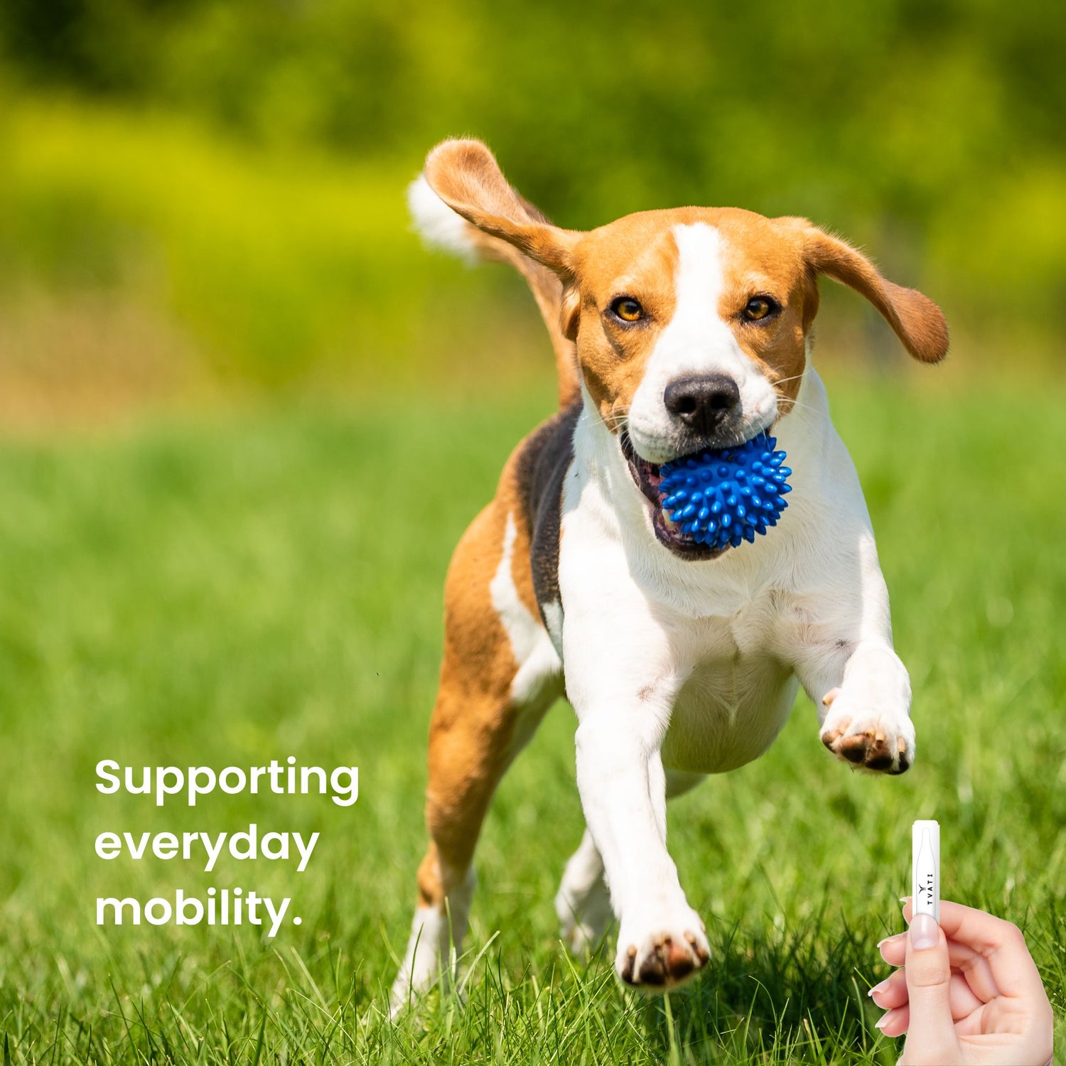 Active dog running outdoors with easy everyday movement and joint support