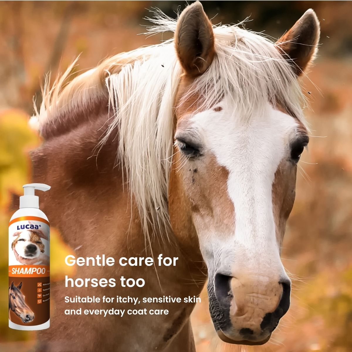 Probiotic shampoo for horses with itchy and sensitive skin