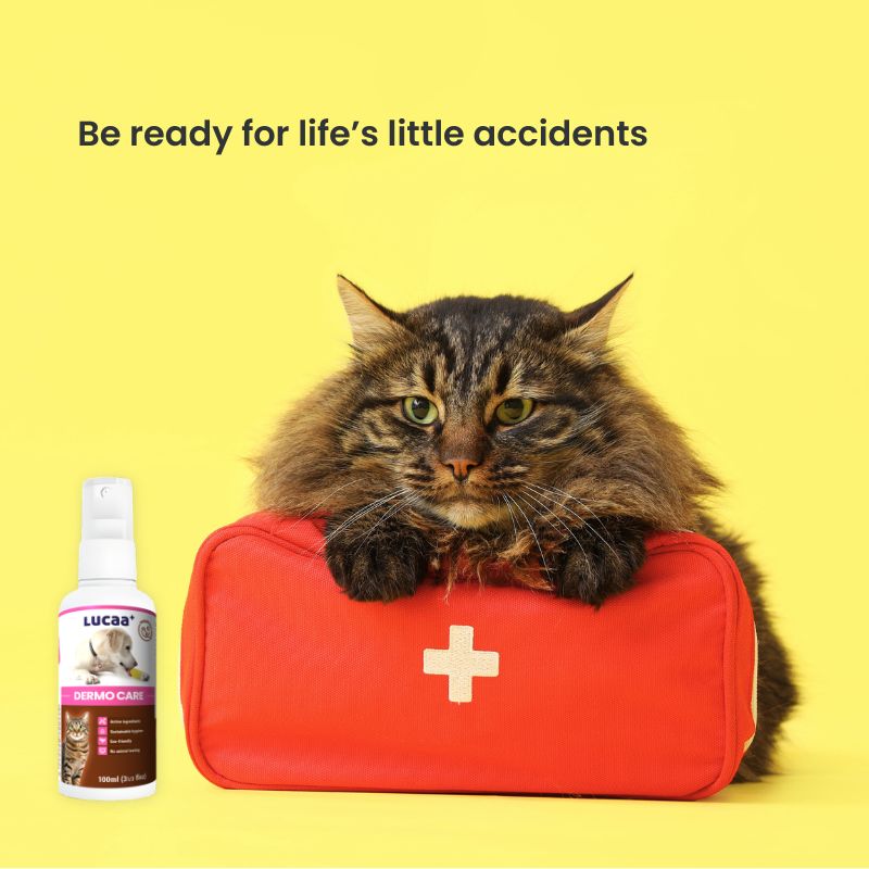 Cat beside a pet first aid kit with LUCAA+ Probiotic Dermo Care spray for cleaning cat and dog cuts and grazes