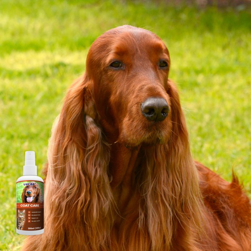 Long-haired dog with beautifully groomed healthy-looking coat on LUCAA+ Probiotic Coat Care product page