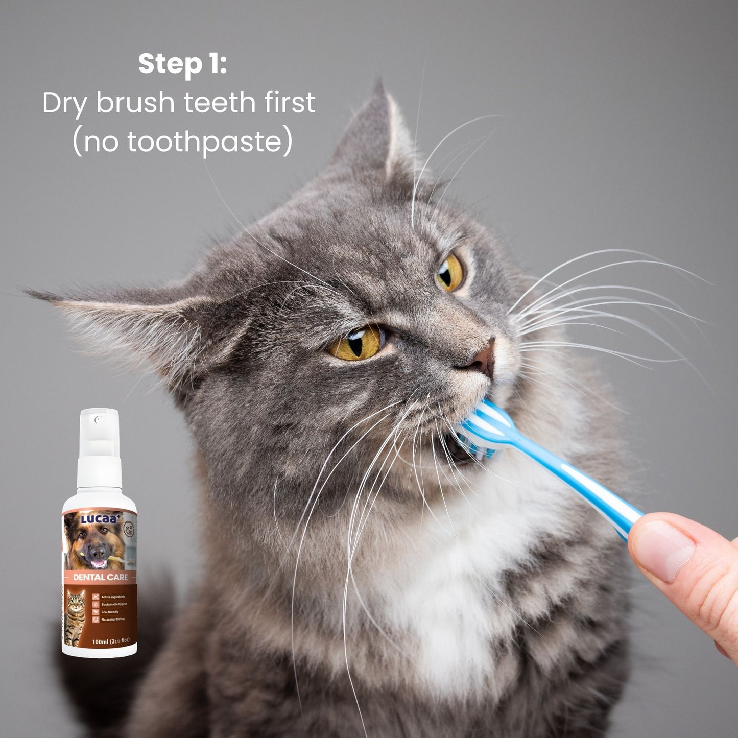 Cat teeth being gently dry brushed before using probiotic natural dental care spray