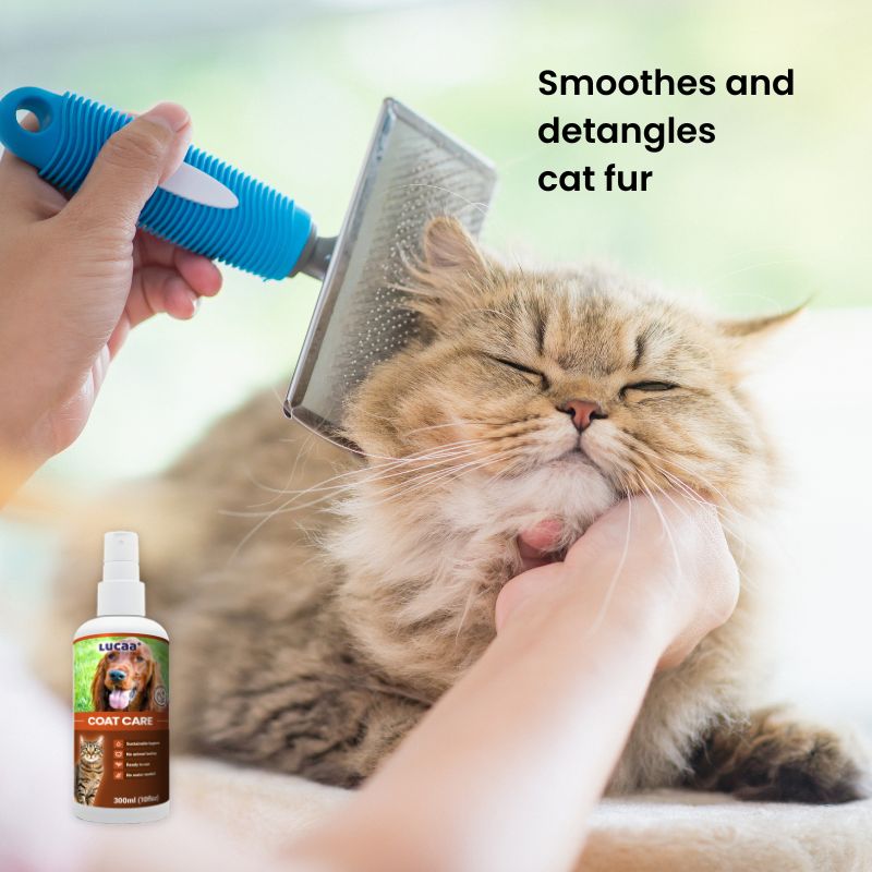 Cat grooming supported by LUCAA+ Probiotic Coat Care spray for smoother, softer and easier-to-manage fur