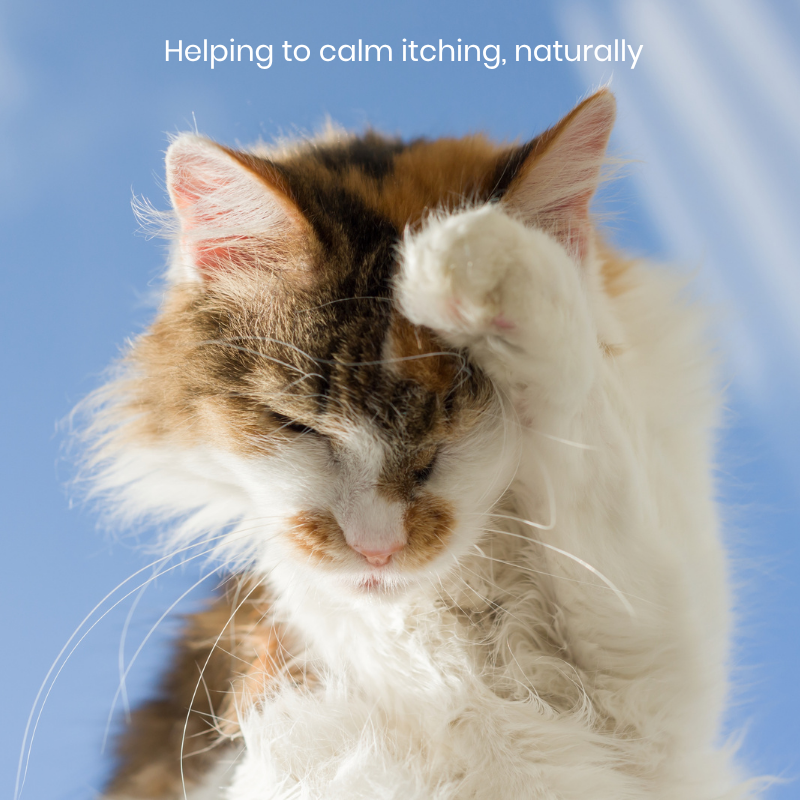 Cat grooming fur as part of natural skin care routine supporting comfort and healthy skin in pets