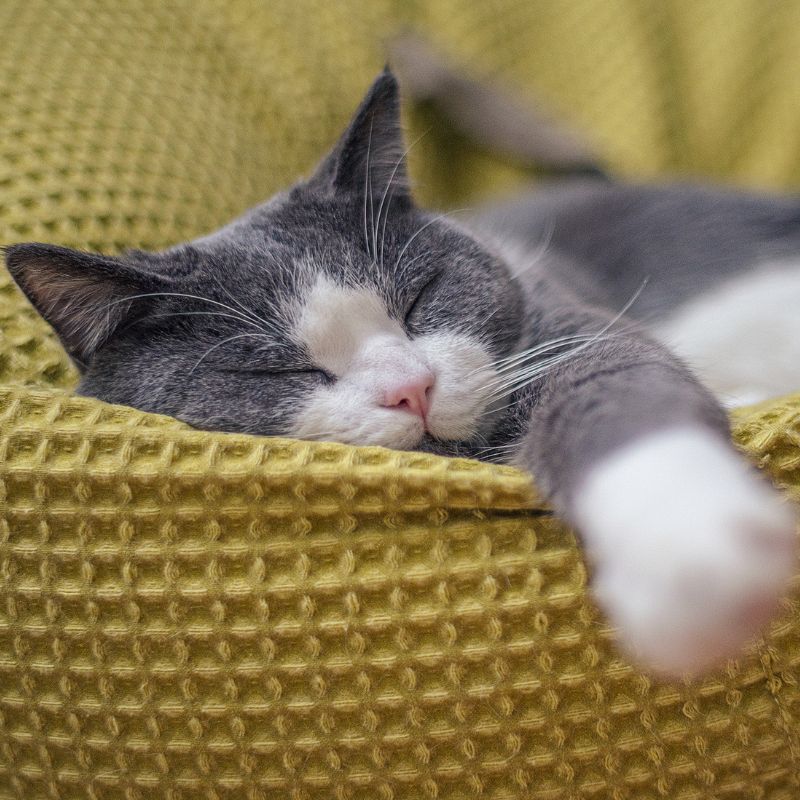 Cat resting on soft bedding in a clean home, helping reduce exposure to environmental allergens