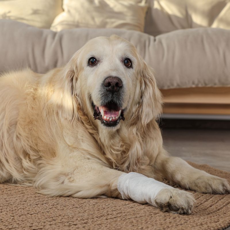 Relaxed golden retriever with a leg bandage representing comfortable recovery from a minor wound with LUCAA+ Probiotic Dermo Care spray