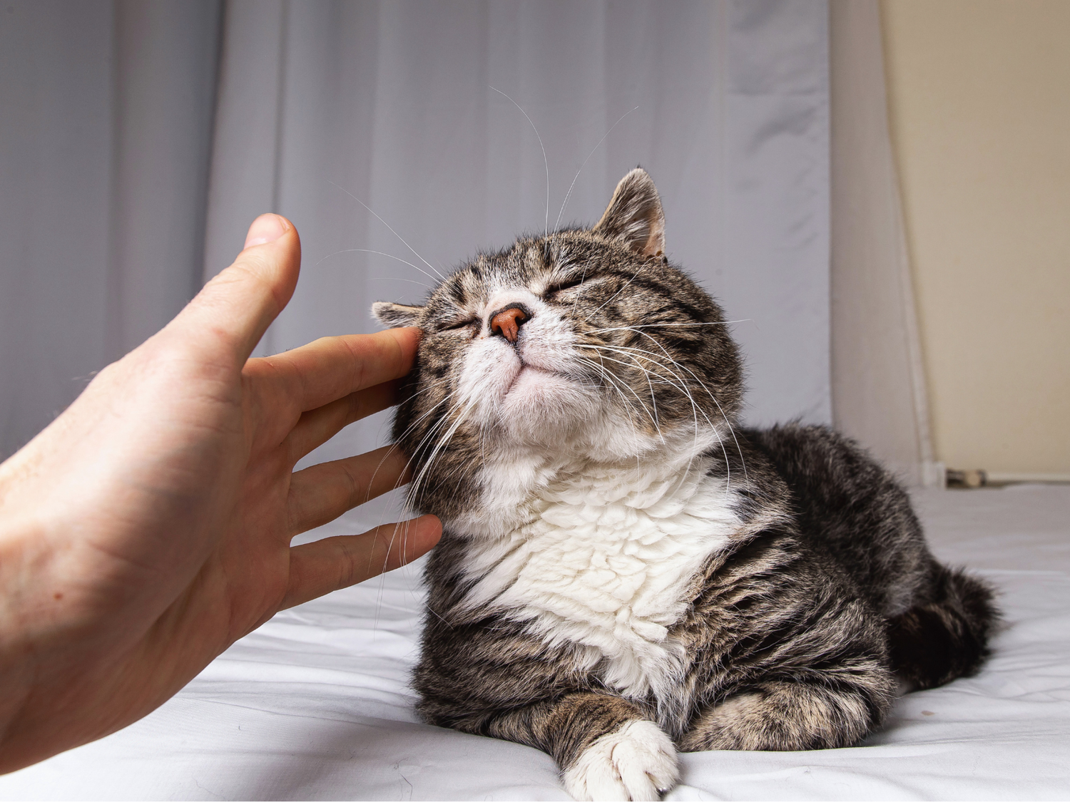 Calm indoor environment showing a relaxed cat, illustrating everyday topical probiotic benefits for pet-friendly homes