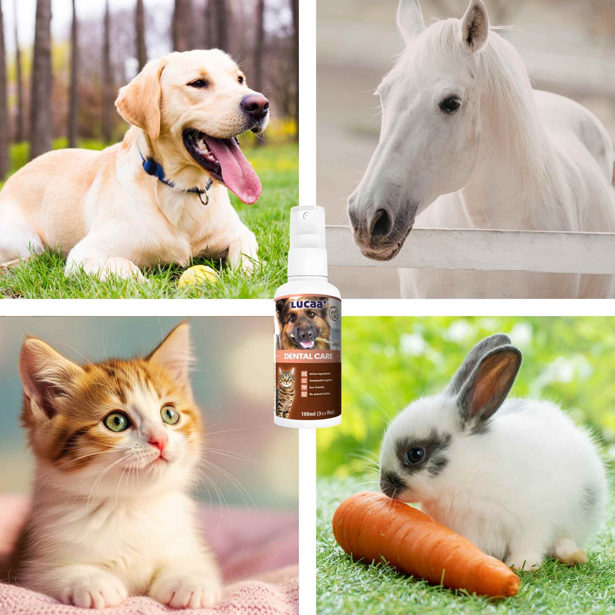 natural plaque remover spray for dogs cats horses  and small animals dental care 