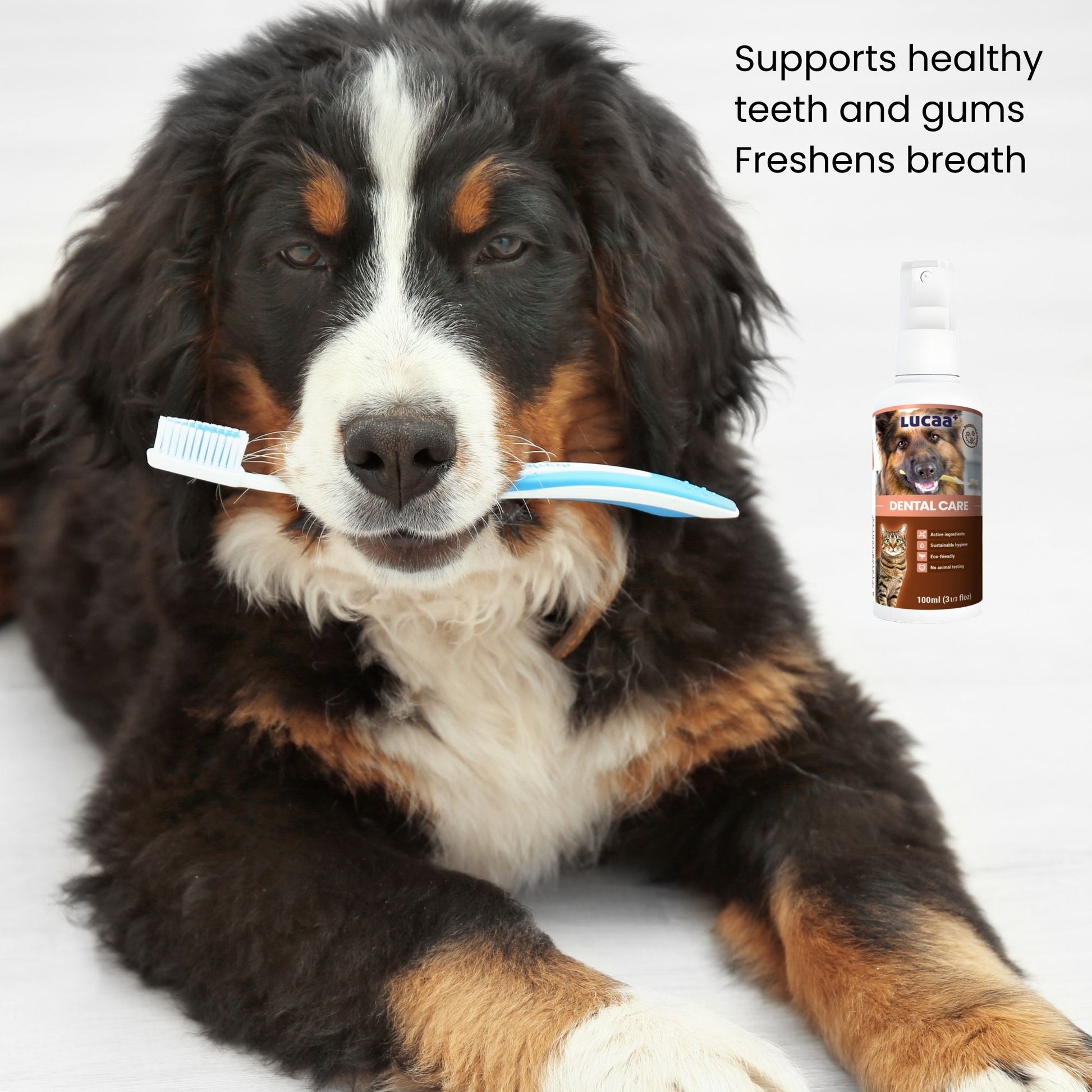 Dog holding a toothbrush showing dental care routine supported by probiotic dental spray for healthy 