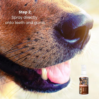 Dog teeth and gums close-up showing where probiotic dental care spray is applied