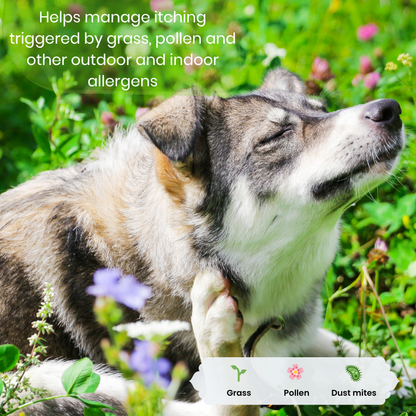 Environmental triggers like grass, pollen and dust mites can cause itching in pets. Helps explain common outdoor allergy triggers.