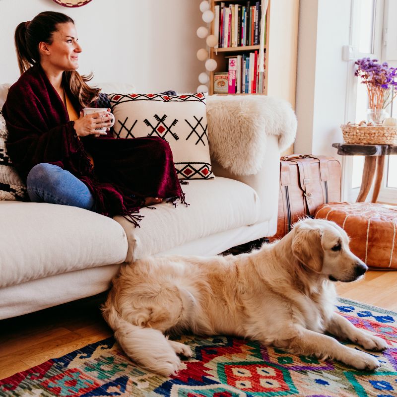 Dog relaxing on sofa in a clean home environment, helping reduce allergens on bedding and soft furnishings